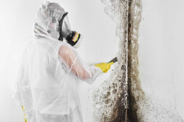 Best Local Mold Removal Service  in Saluda, SC