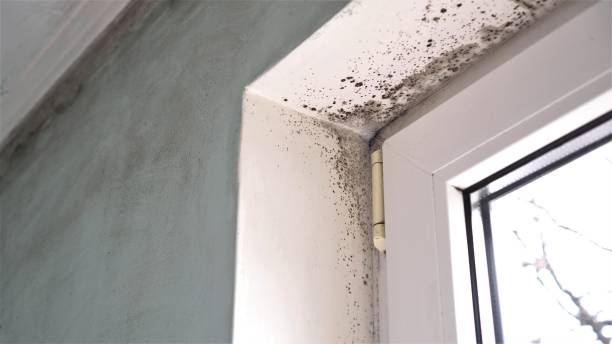 Best Mold Cleaning Services  in Saluda, SC