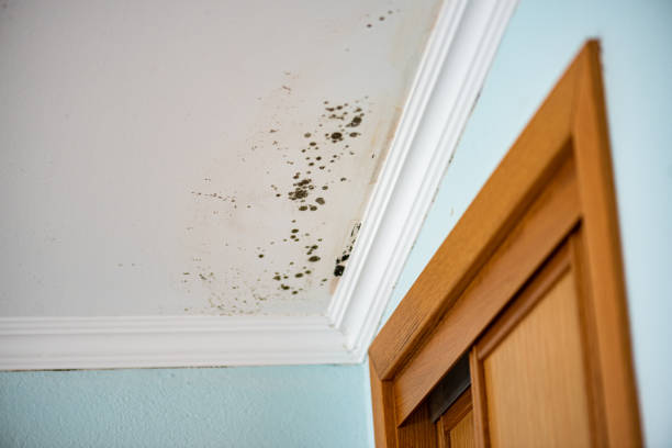 Home Mold Removal in Saluda, SC