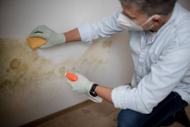 Best Mold Testing  in Saluda, SC