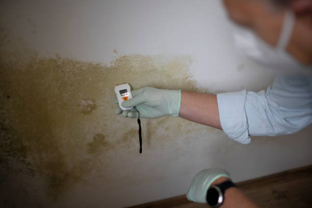 Best Attic Mold Removal  in Saluda, SC