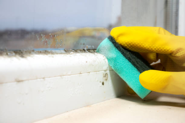 Best Commercial Mold Removal  in Saluda, SC