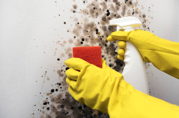 Best Toxic Mold Removal  in Saluda, SC