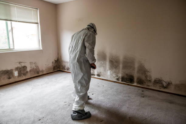 Best Office Mold Removal Services  in Saluda, SC