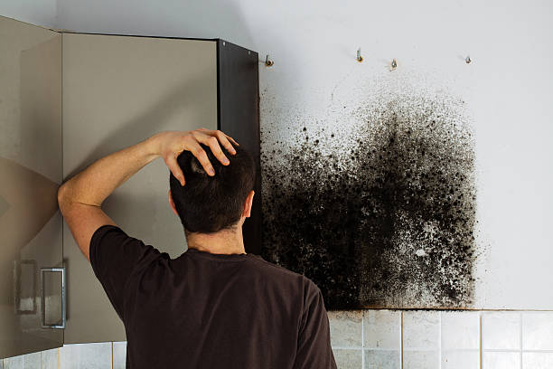Best Professional Mold Removal  in Saluda, SC